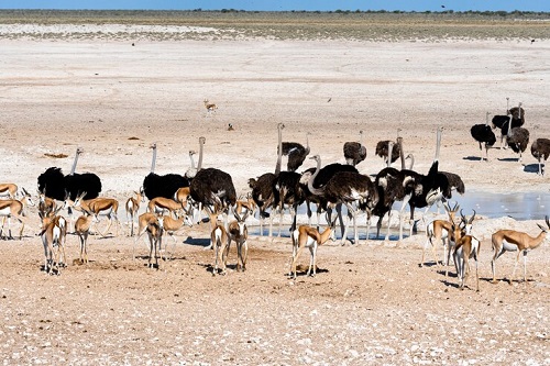 Autruches dans leur habitat naturel